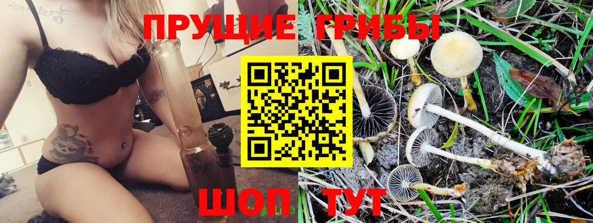 Галлюциногенные грибы Psilocybine cubensis  Вход с VPN  Псилоцибиновые грибы Cubensis  Зеленокумск 